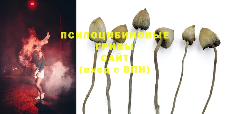 мориарти клад  Зубцов  Псилоцибиновые грибы Cubensis 